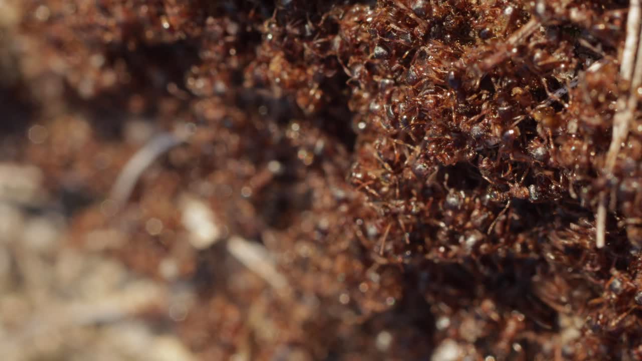 Kolonie mieren die massaal over de grond kruipen met een zachte scherptediepte, een stille macro-opname van wildlife