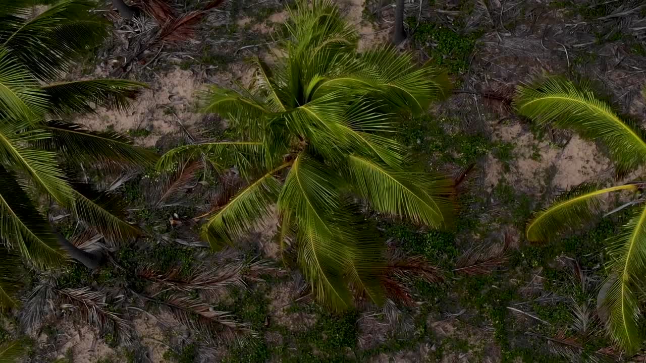 drone zenital sobre los cocoteros en imbassai, bahia, brasil