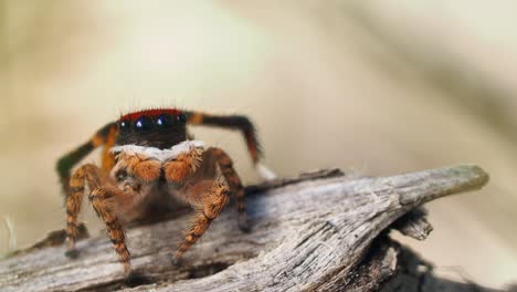 araña pavo real macho bombeando pedipalpos