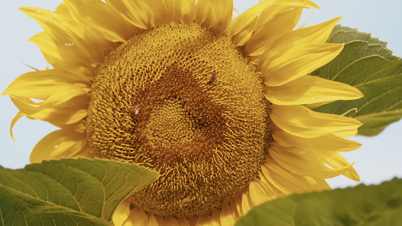 cámara lenta de primer plano de un gran girasol con abejas alimentándose y polinizando en un jardín doméstico