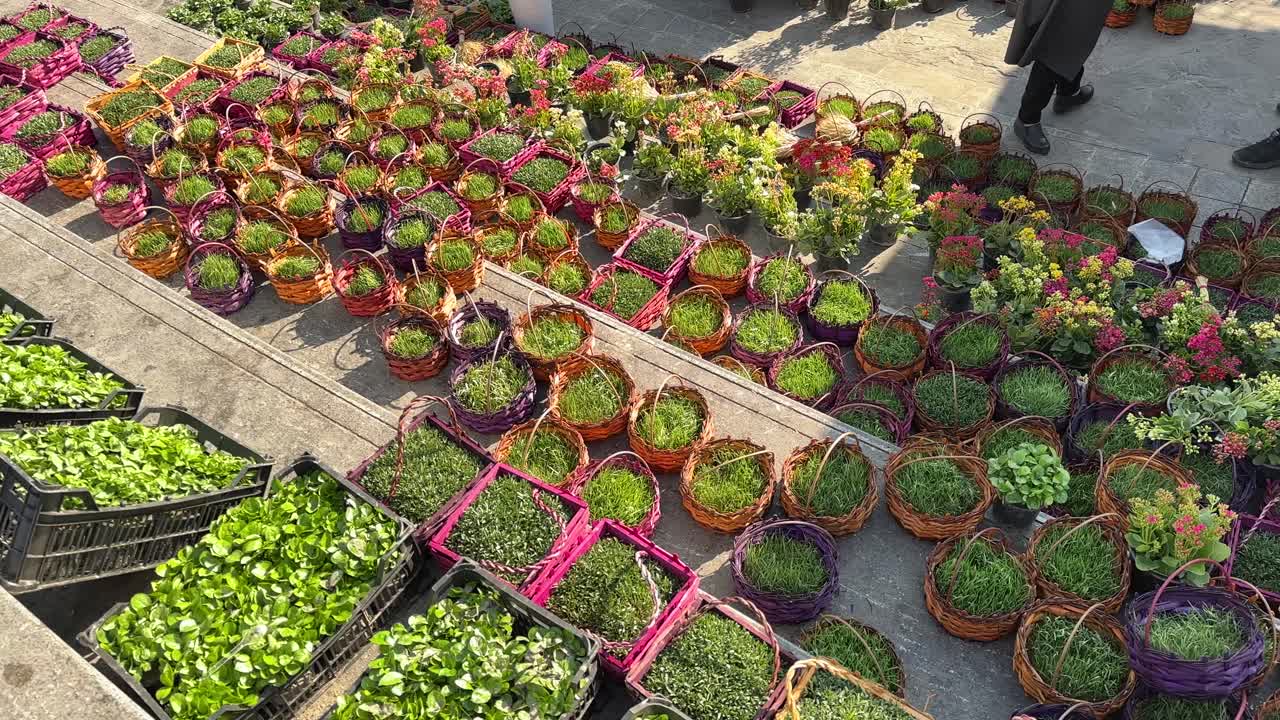 Nowruz farmer market shop green sprout on grass basket is a Persian spring symbol blooming clover foliage fresh nature outdoor growing vibrant field garden hope luck shamrock Ireland urban cityscape