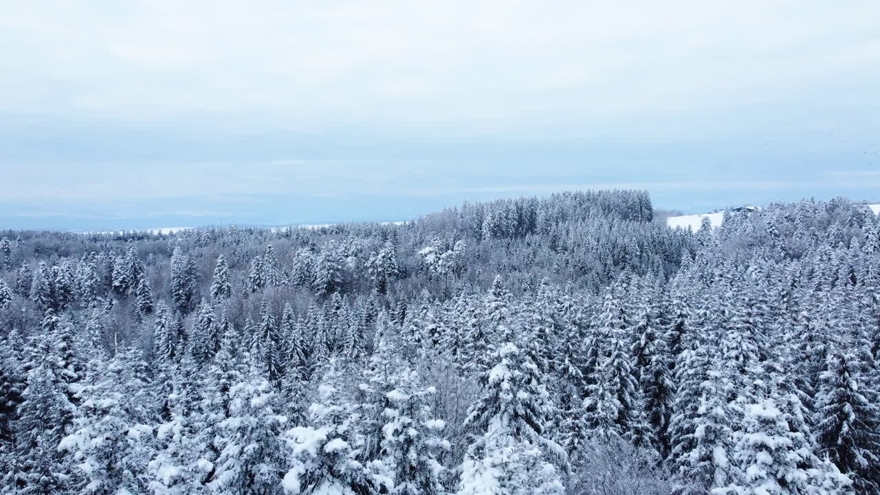 겨울 동안 흐린 하늘을 배경으로 빽빽한 가문비나무 꼭대기를 날아 스위스 보 주에 있는 프로이데빌 근처