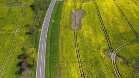 Vista-De-Arriba-Hacia-Abajo-De-Campos-De-Colza-Madura---Una-Sección-Visible-De-Un-Cultivo-Fallido-Con-Escaso-Rendimiento---árboles-Verdes-A-Lo-Largo-Del-Borde-De-Una-Carretera-Asfaltada