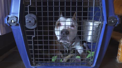 Perro-Corso-De-Pura-Raza-Mirando-Desde-El-Interior-De-Una-Jaula-De-Transporte