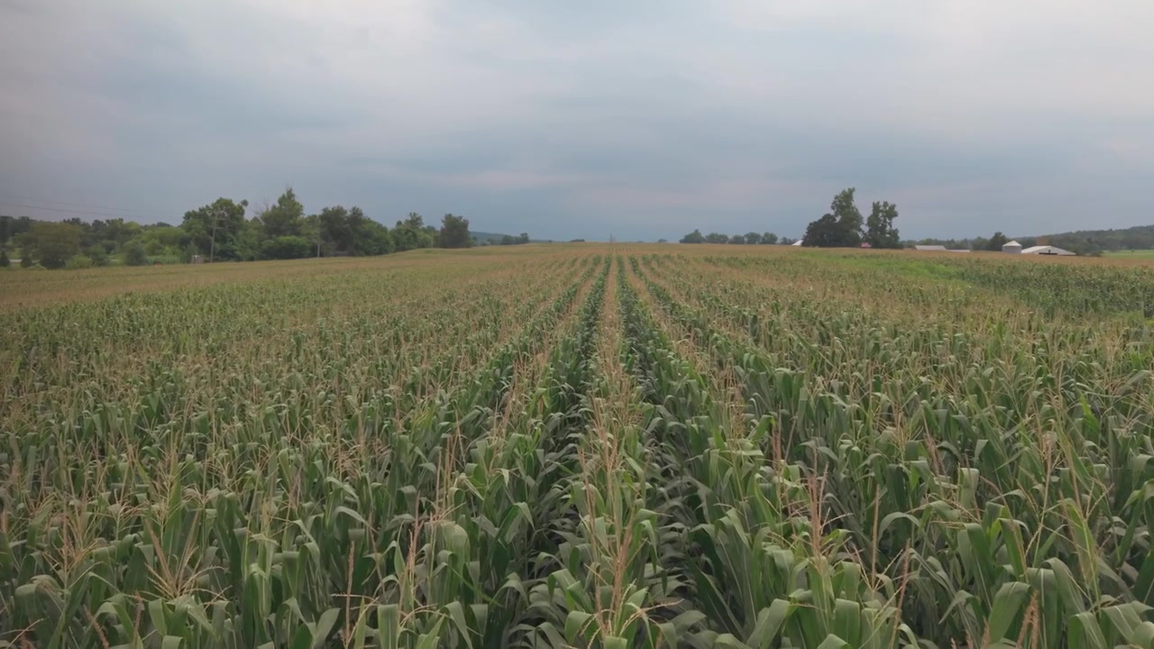 Close view of green corn crop field with tassels extending to distant farm buildings and trees