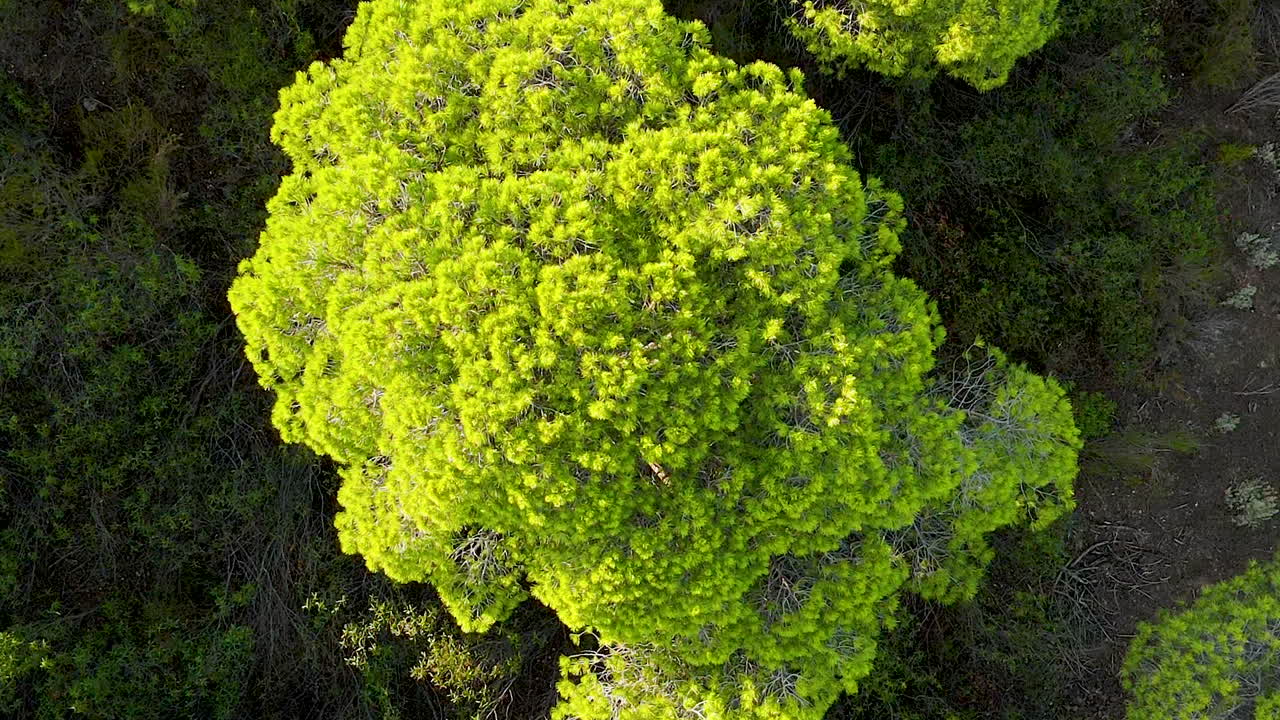 Vista aérea de pájaro sobre el bosque de pinos piñoneros de El Rompido