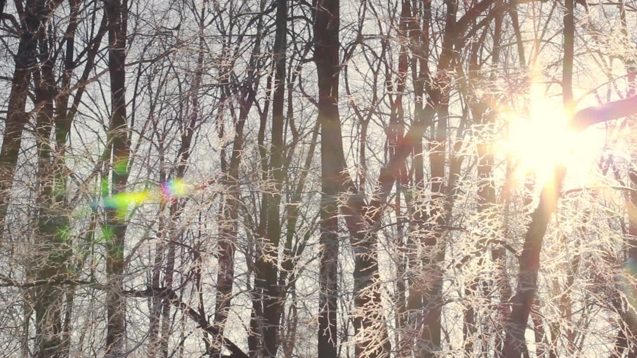 겨울 나무에 태양 플레어입니다. 겨울 숲에서 일출입니다. 겨울 아침