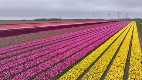 Campos-De-Tulipanes-En-Flor-En-Los-Países-Bajos---Disparo-Aéreo-De-Drones