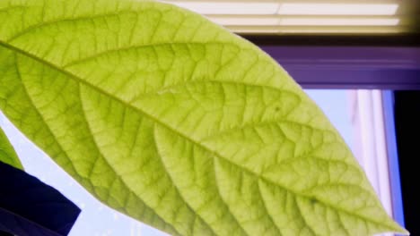 close-up of a backlit avocado leaf