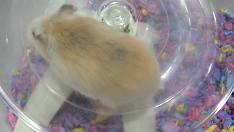 hamster on a running wheel