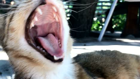 the snout is a beautiful striped cat with green eyes