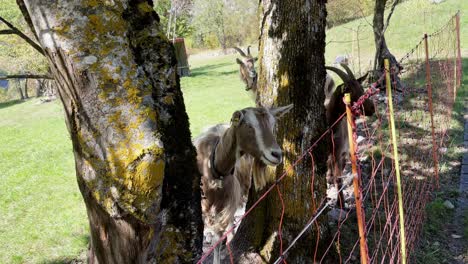 wide pov shot of a small herd of goats standing between a few trees near a hiking path