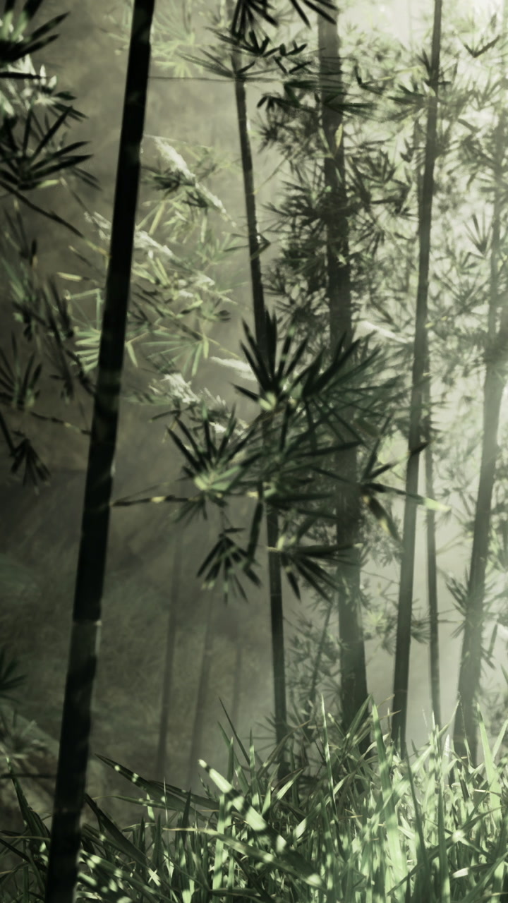 Bamboo grove in foggy forest with soft light shining through the trees