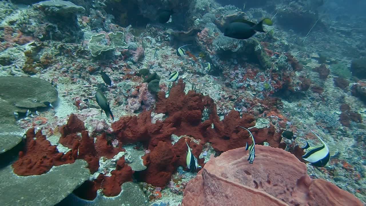 esponjas marinas de coral y coloridos peces ídolos moros