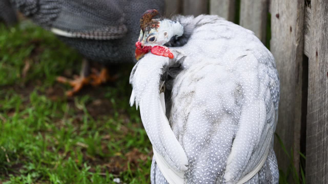 나무 울타리 근처 에 있는 기니파울 의 털 을 는 것