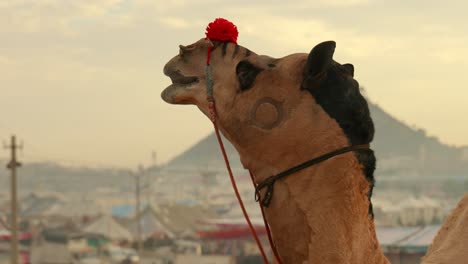 Camels-at-the-Pushkar-Fair,-also-called-the-Pushkar-Camel-Fair-or-locally-as-Kartik-Mela-is-an-annual-multi-day-livestock-fair-and-cultural-held-in-the-town-of-Pushkar-Rajasthan,-India.