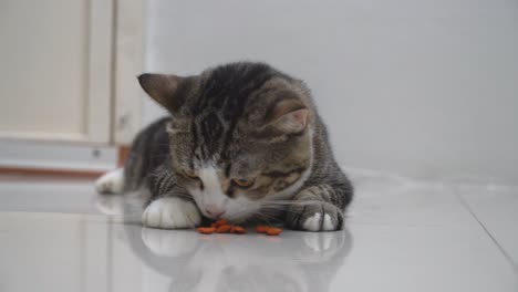 yellow eyes, cut grey cat