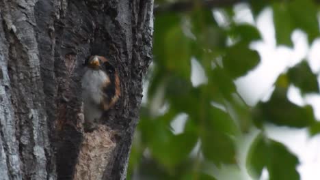 The-Black-thighed-Falconet-is-one-of-the-smallest-birds-of-prey-found-in-the-forests-in-some-countries-in-Asia