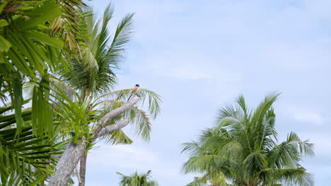 pájaro alcaudón de cola larga descansando en la isla tropical de mactan en lapu-lapu, cebu, filipinas