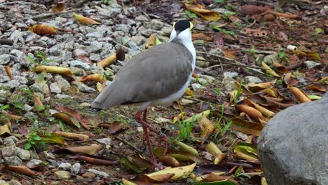 Masked-lapwing,-vanellus-miles-spotted-on-the-ground,-curiously-wondering-around-the-surroundings,-close-up-shot