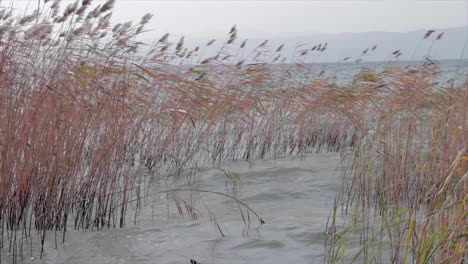 reed stems swaying on the wind and the big waves of a natural lake