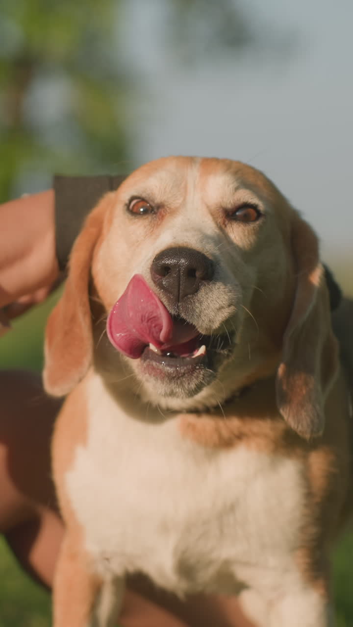 primer plano del dueño del perro frotando la cabeza del perro con un guante de aseo bajo la cálida luz del sol, la lengua del perro colgando y lamiendo su nariz alegremente, con un fondo borroso con vegetación exuberante