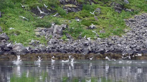 Vista-Panorámica-De-Aves-Marinas-Voladoras-Y-Buceadoras-Sobre-Aguas-Cristalinas-De-Un-Río-Tranquilo-En-Noruega