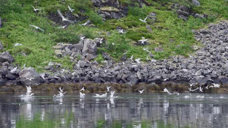 scenic view of flying and diving seabirds over crystal clear water of a calm river in norway