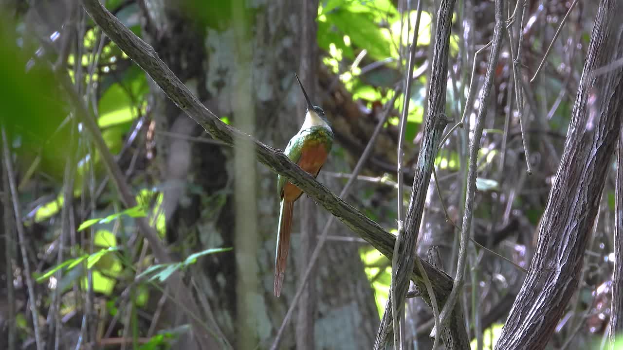 COFFEE AXIS REGION, COLOMBIA - APRIL 2, 2024: Vibrant Rufous-tailed Jacamar (Galbula ruficauda) perching on sunlit branch, its iridescent feathers glinting as it scans the forest for dangers.