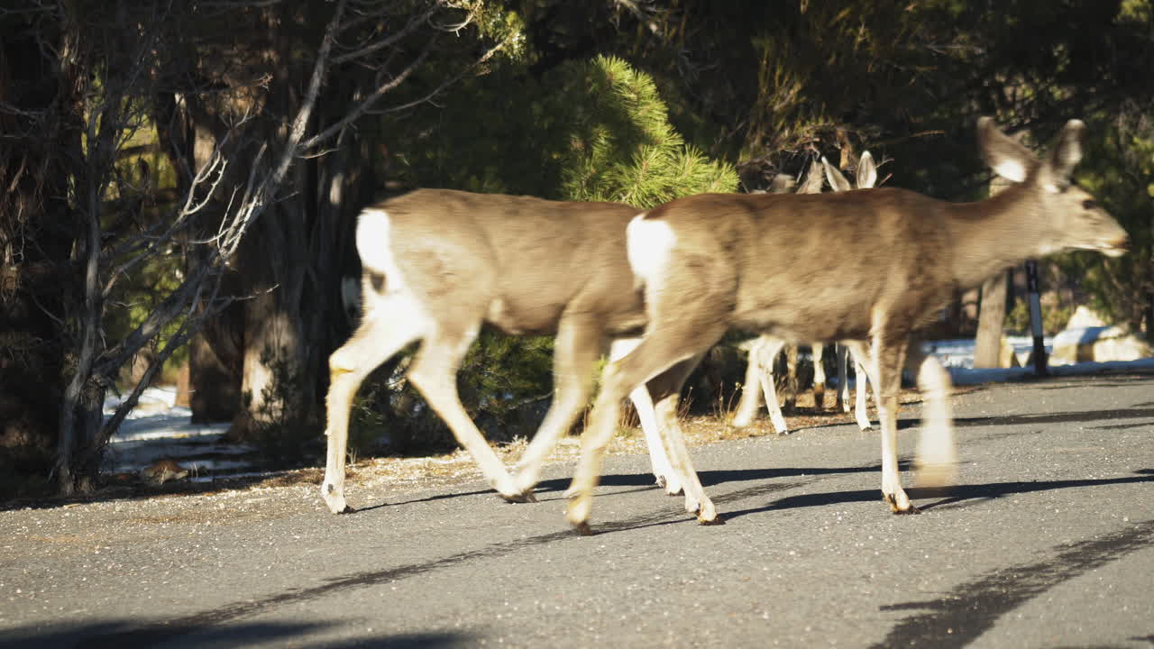 mather 캠프장 근처의 길을 가로질러 걷는 어린 엘크 무리