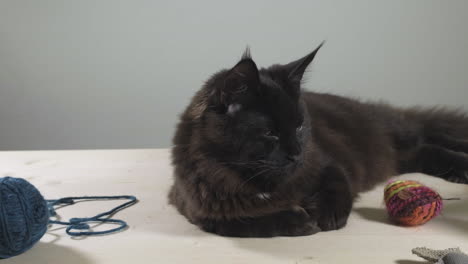 gato maine coon negro relajándose y mirando a su alrededor con juguete y bola de hilo