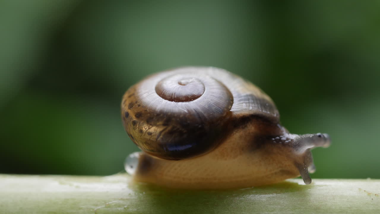 Small Snail on a Plant Stem