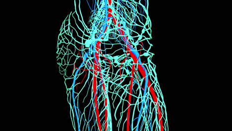 3D Visualization of Hand and Wrist Vasculature