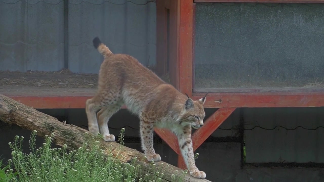 野生動物の囲いの中で、ユーラシアオオヤマネコが木の丸太を慎重に降り、立ち止まって脚を舐め、毛づくろいする