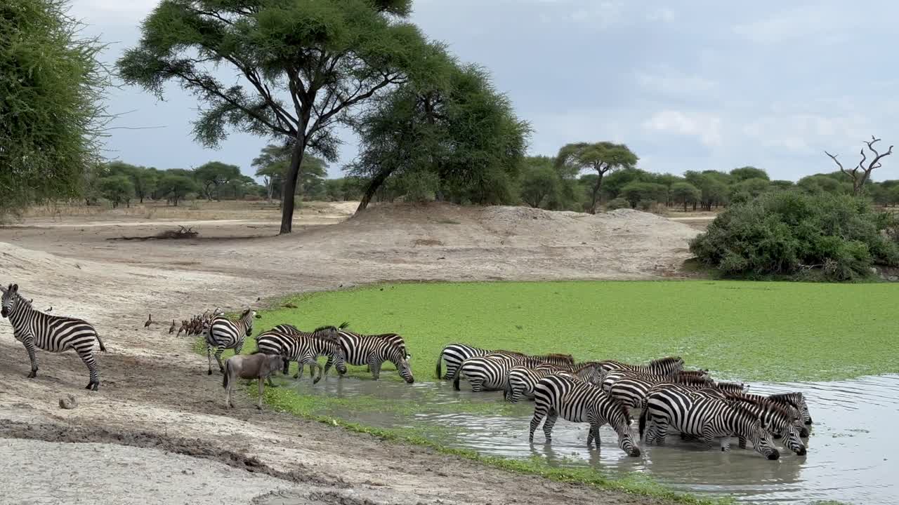 탄자니아의 타랑기레 국립공원 에 있는 인공 물웅이 에서 물 을 마시는 그랜트 제브라 (equus quagga boehmi) 의 무리.