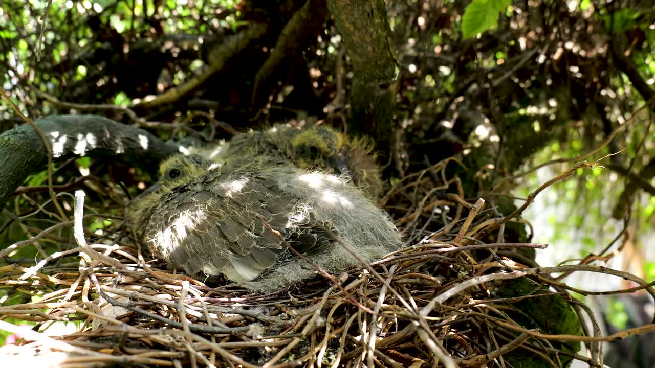 Two woodpigeon chicks sitting in a nest showing their plumage