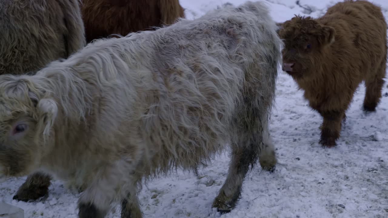 Kışın aralarında oynayan genç yayla boğası.