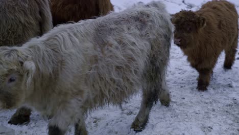 toro joven de las tierras altas jugando entre ellos en invierno