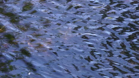 Ripples-in-flowing-stream-water