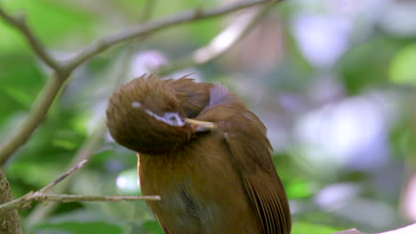 A-Chinese-Hwamei-is-grooming-itself,-close-up-shot