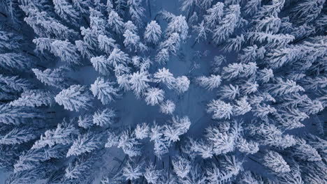 Bosque-Prístino-De-Coníferas-En-Invierno-Nevado,-Escarcha-En-La-Vista-Superior-De-Los-árboles