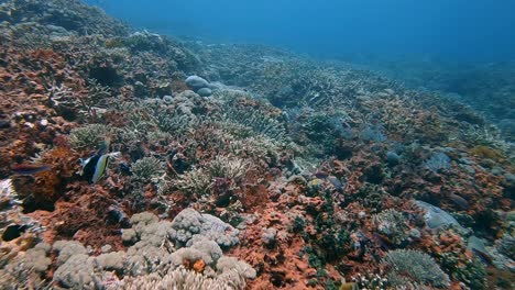 scuba diver moving close and fast over a healthy coral reef