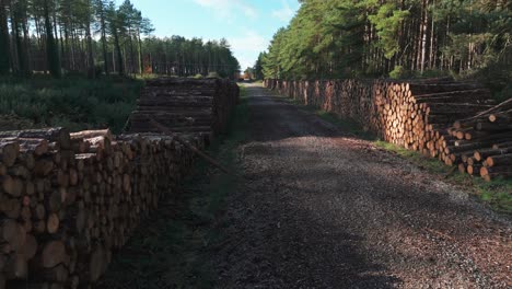 stacked logs in a forest