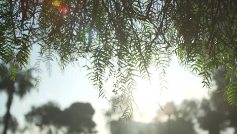 Panning-close-up-shot-of-green-leaves-of-trees-against-sunlight-of-sunset-in-background