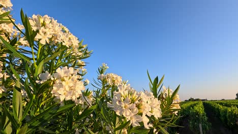 white flowers in a vineyard under blue sky