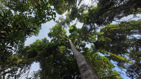 blue sky shows itself through the jungle canopy
