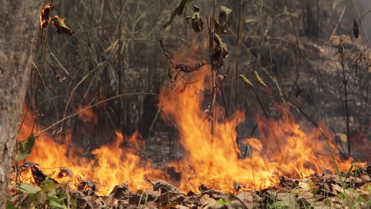 Stable shot of fire burning through forest underbrush with smoke and flames.