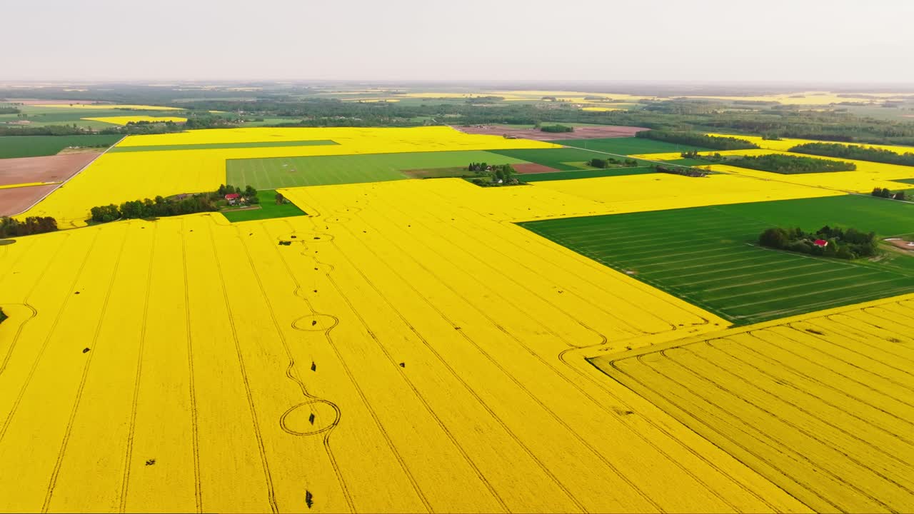 Drone flight above rapeseed fields, geometry meets nature, silence defines scene