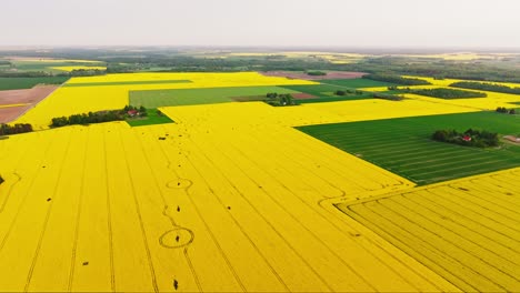drone flight above rapeseed fields, geometry meets nature, silence defines scene