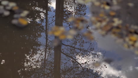 reflejo de los árboles de otoño en charco